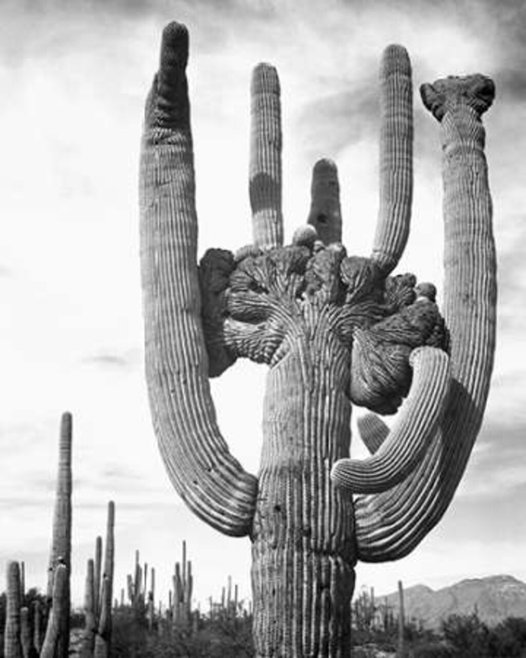 View of cactus and surrounding area Saguaros, Saguaro National Monument, Arizona, ca. 1941-1942 Poster Print by Ansel Adams - Item # VARPDX460966